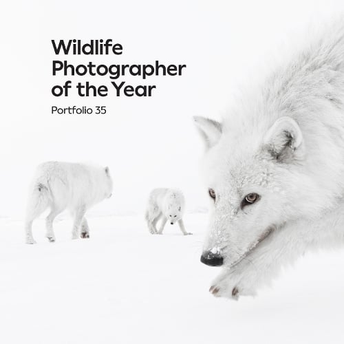 Wildlife Photographer of the Year: Portfolio 35 - Wildlife Photographer of the Year Keith Wilson 9780565095727 book cover