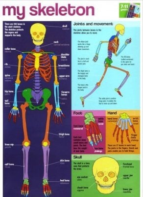 My Skeleton Wallchart (Poster) 9781859972687 book cover